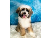 gumtree dog clippers